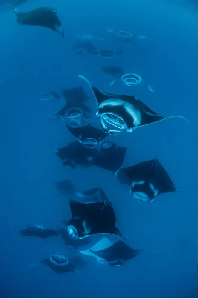 Kawanan pari manta di Manta Point